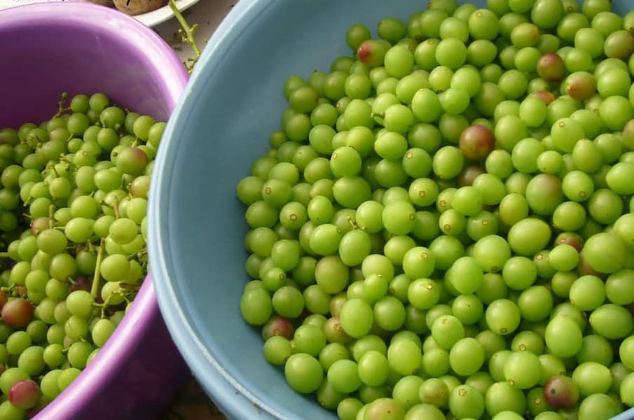 غوره دون شده؛ سبز شفاف حاوی (اسید آلی مالیک فرمیک) کاهش وزن