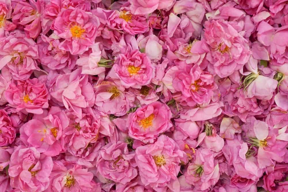 گل محمدی در تهران؛ پرپر شده رسیده غنچه‌ ای مناسب گلاب گیری مربا