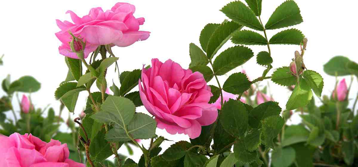 گل محمدی در سال 1401؛ خشک شده مناسب گلاب گیری عطر سازی