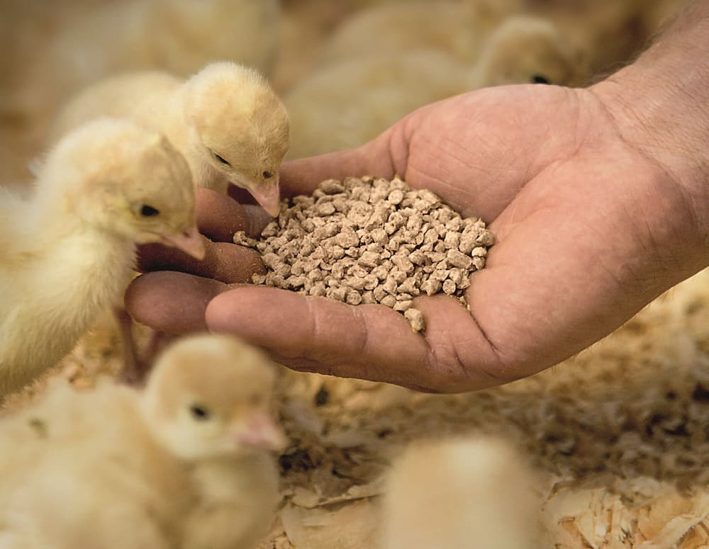 دان جوجه بومی؛ معدنی حیوانی گیاهی تامین انرژی رشد پرندگان