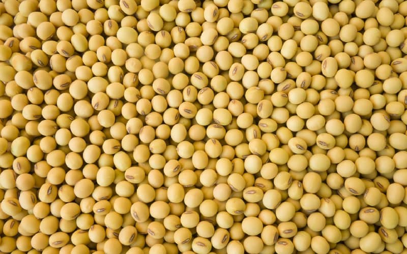 سویا عمده دامی؛ ریز درشت مناسب خوراک گاو گوسفند آبزیان