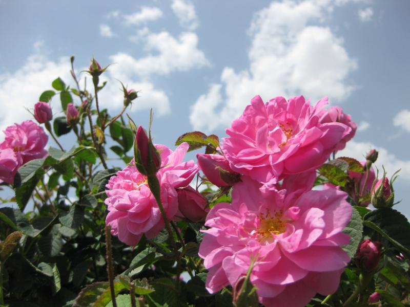 گل محمدی در قمصر؛ معطر قرمز صورتی سفید تسکین دهنده اعصاب