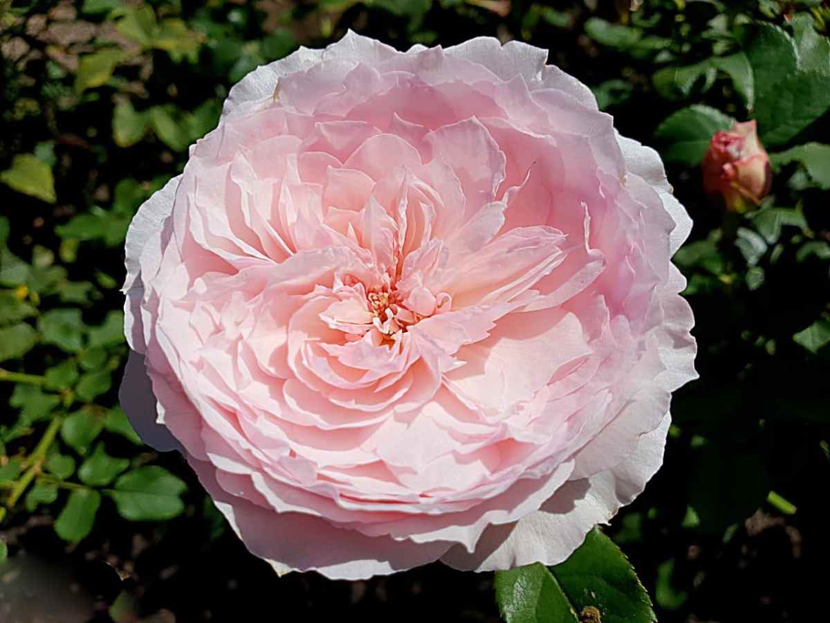 گل محمدی در میمند؛ غنچه رسیده مناسب عطر سازی عرق گیری شربت