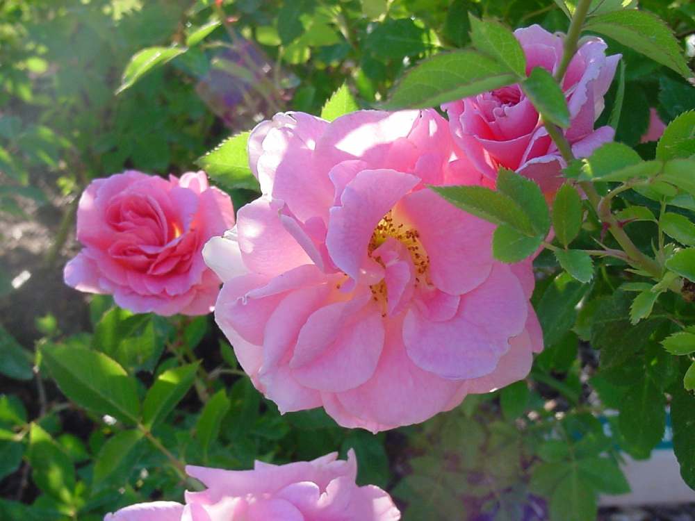 گل محمدی در همدان؛ غنچه گلبرگ صورتی املاح معدنی potassium