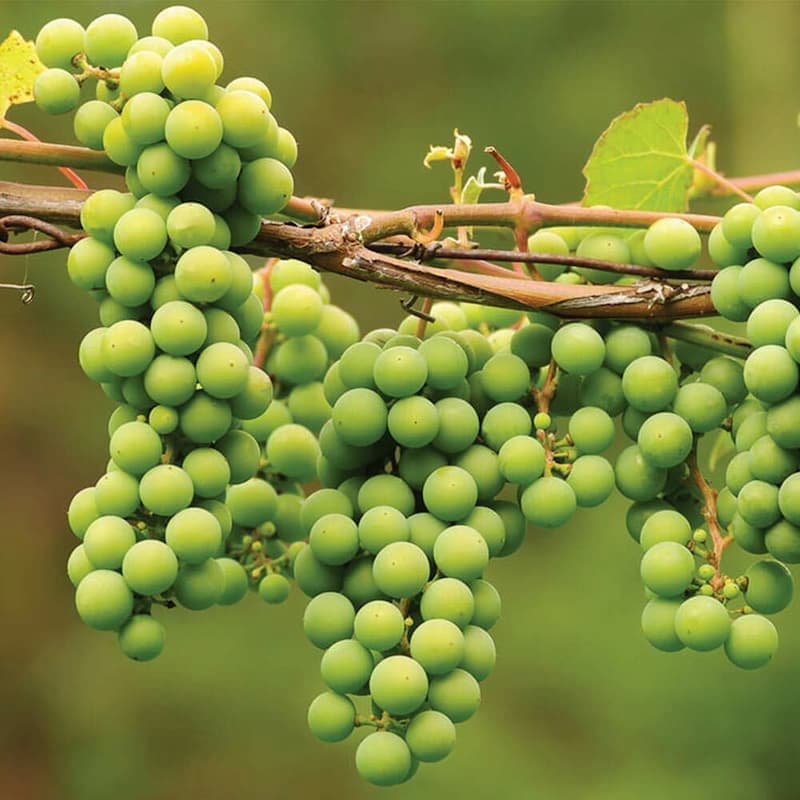غوره عسگری امروز (انگور) نارس ترش درشت طبع سرد خشک