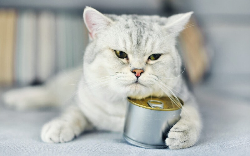 کنسرو گربه؛ گوشت مرغ میگو ماهی سبزیجات حاوی ویتامین املاح