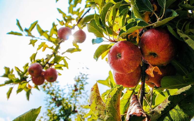 سیب درختی در میدان اصفهان؛ کالری پایین فیبر ویتامین C مختص تهیه آبمیوه