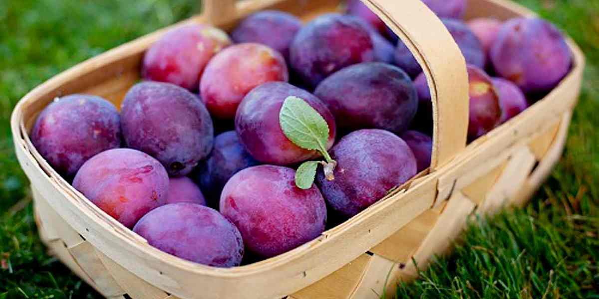 آلو مشهد؛ تازه خشک ارگانیک گلخانه ایتقویت سیستم ایمنی plum