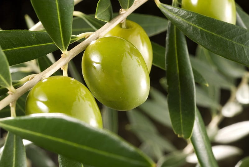زیتون خام طارم؛ سبز مشکی زرد 3 کاربرد ساندویچ سالاد پیتزا olive