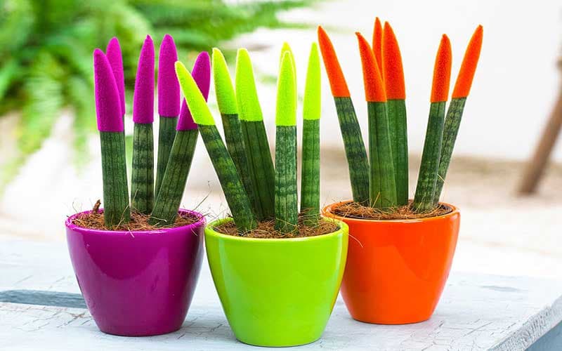 گل سانسوریا رنگی؛ سبز زرد قرمز مناسب تراس پذیرایی آپارتمان