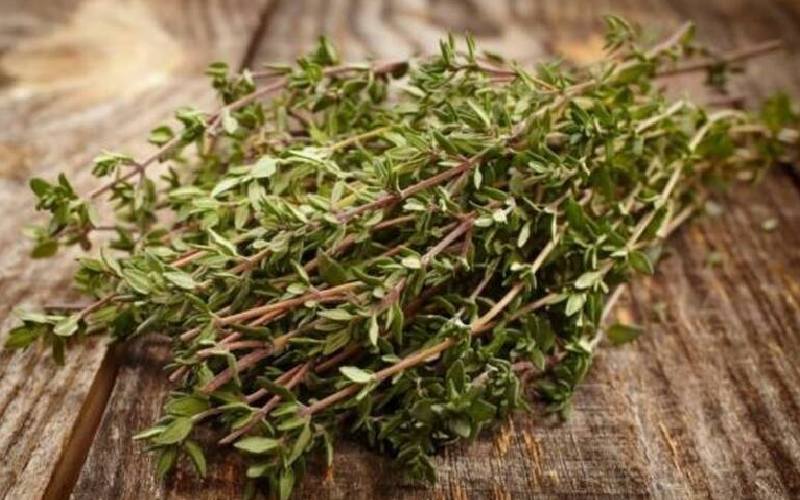 آویشن در کرمان؛ درمان عفونت بدن حاوی کلسیم پتاسیم منیزیم