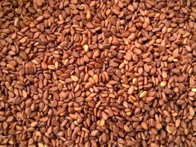 کنجد قهوه ای خام؛ خوراکی دارویی حاوی کلسیم Sesame