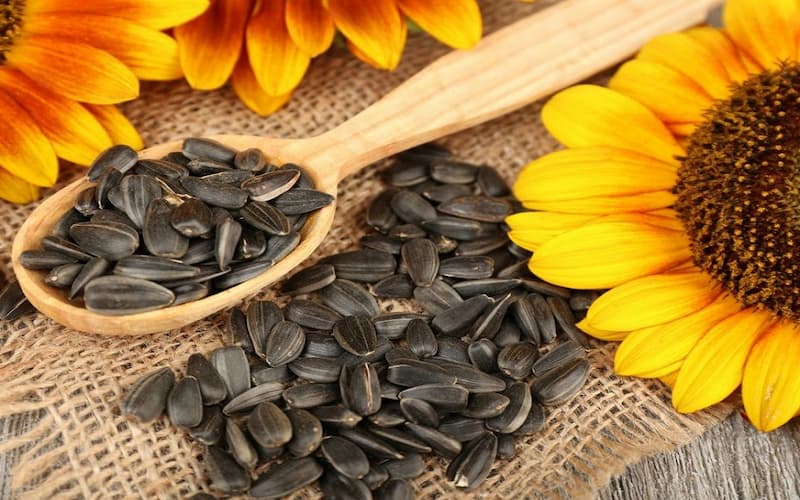 تخمه آفتابگردان خام؛ بوداده گلپر مناسب کیک سازی صنعت تنقلات