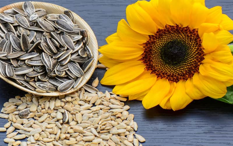 تخمه آفتابگردان فله ای؛ بسته بندی 250 900 گرمی کشورهای صادر کننده (ایران پرتغال)