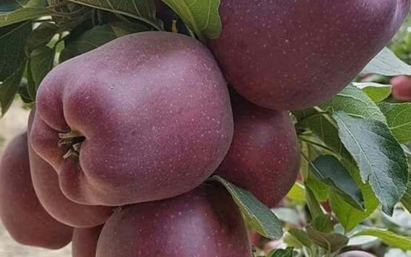 سیب قرمز فرانسوی؛ تقویت سیستم ایمنی کاهش وزن حاوی fiber