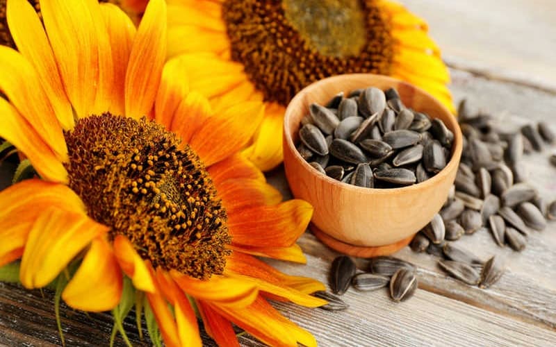 تخمه آفتابگردان شور؛ بوداده طبع (گرم خشک) بسته بندی 500 1000 گرمی