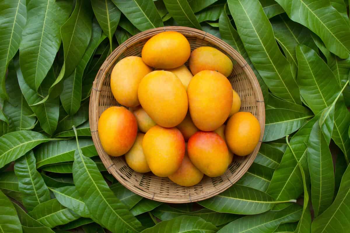 انبه در بازار زاهدان؛ طبع گرم کالری بالا کاهش بیماری قلبی حاوی پتاسیم Mango