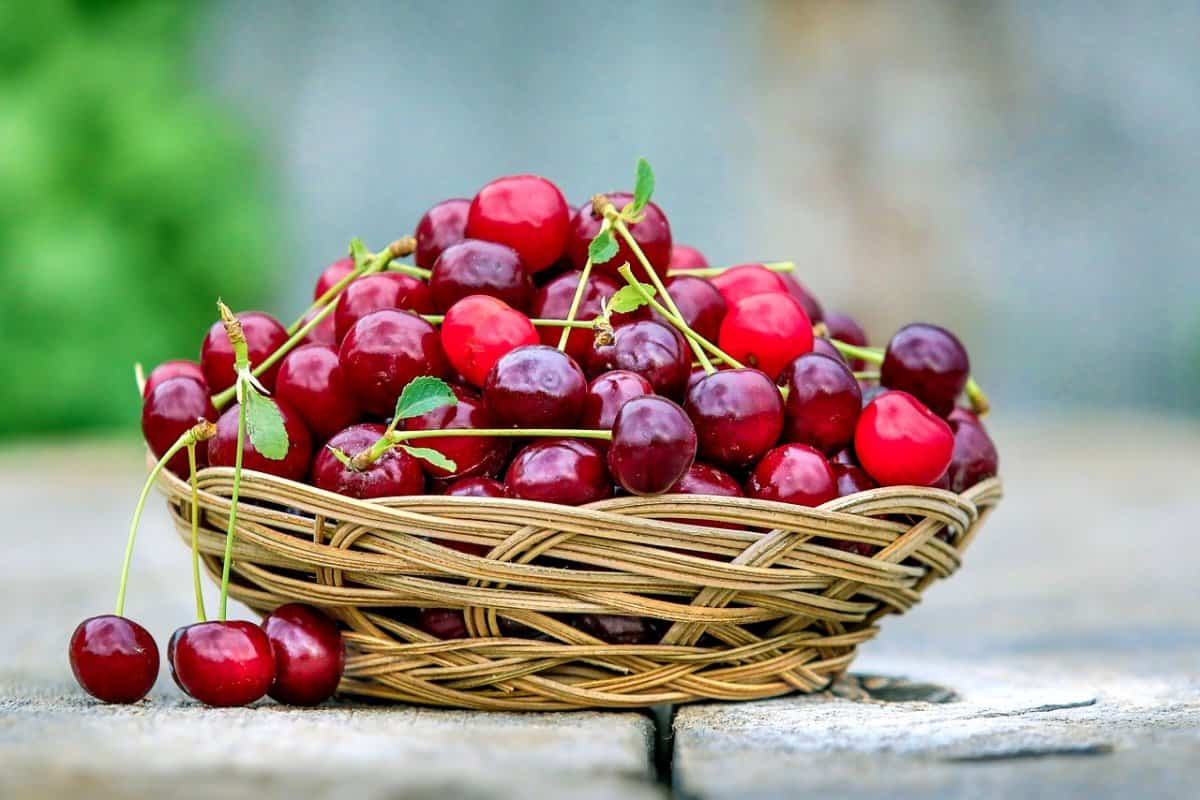 آلبالو در بازار ارومیه؛ سرد خشک رفع غلظت خون دیابت بارداری cherry