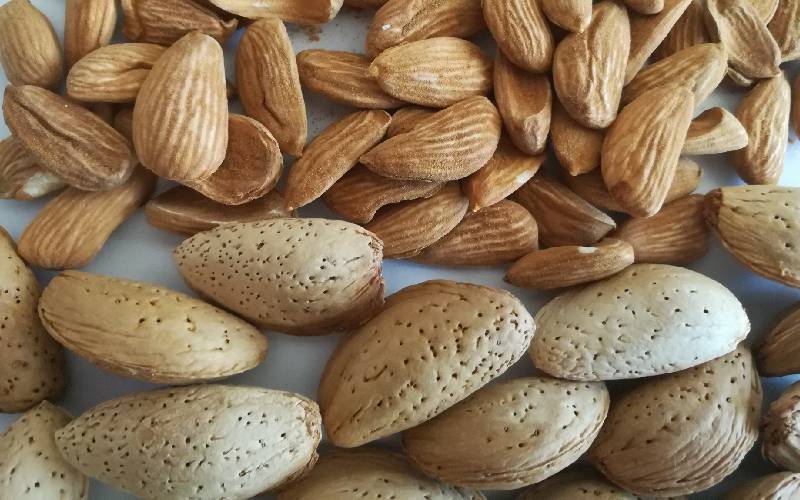 بادام درختی عمده با پوست؛ ظاهر درشت گوشتی فیبر بالا نوع سنگی کاغذی