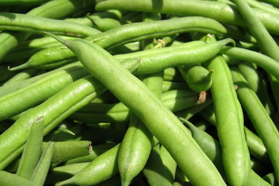 لوبیا سبز امروز اصفهان؛ ارگانیک حاوی مس منیزیم درمان ایدز