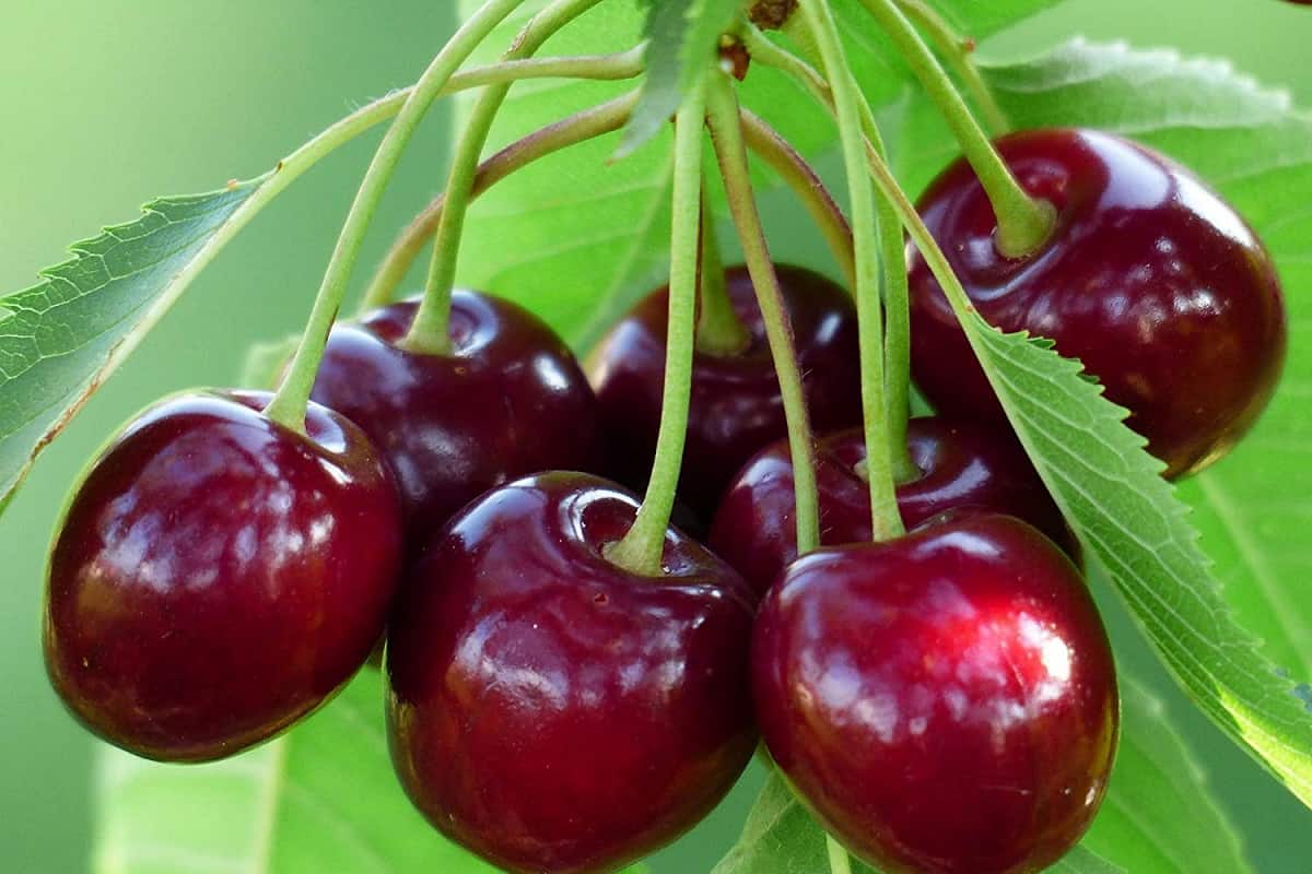 گیلاس در میدان بار مشهد؛ تک دانه گوشتی شیرین 3 رنگ سیاه قرمز صورتی