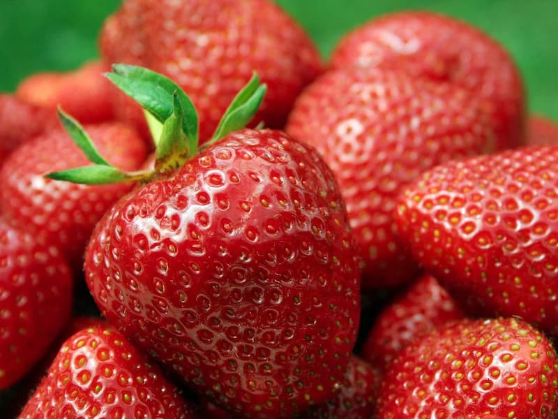 توت فرنگی در ایران؛ کئوکی مونتری پورتولا سناندراس کشت پرورشی گلخانه ای