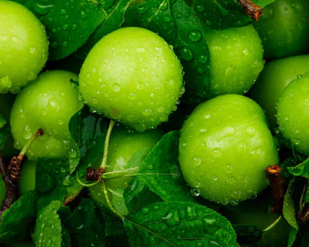 آلوچه سبز 1401 (گوجه سبز) ترش ملس طبع سرد درمان مشکلات گوارشی