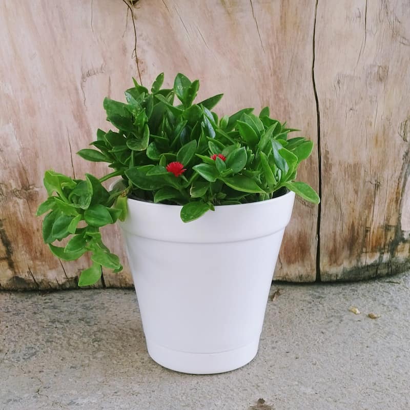 گلدان پلاستیکی در اصفهان؛ نشکن قابل بازیافت محافظ ریشه جوانه گیاه سایز (8*10*14)