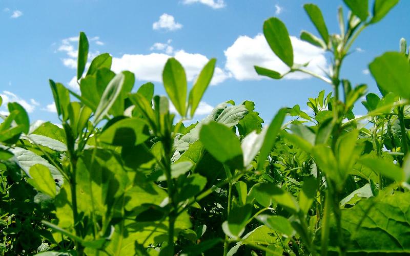 یونجه دامی؛ همدانی بغدادی درمان بیماری سیستم گوارشی