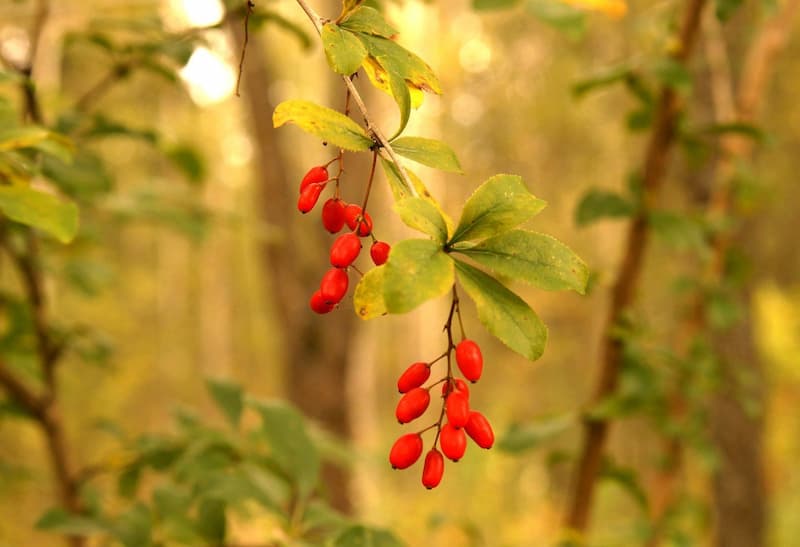 زرشک اعلا؛ حاوی پروتئین ویتامین C تولید خراسان IRAN