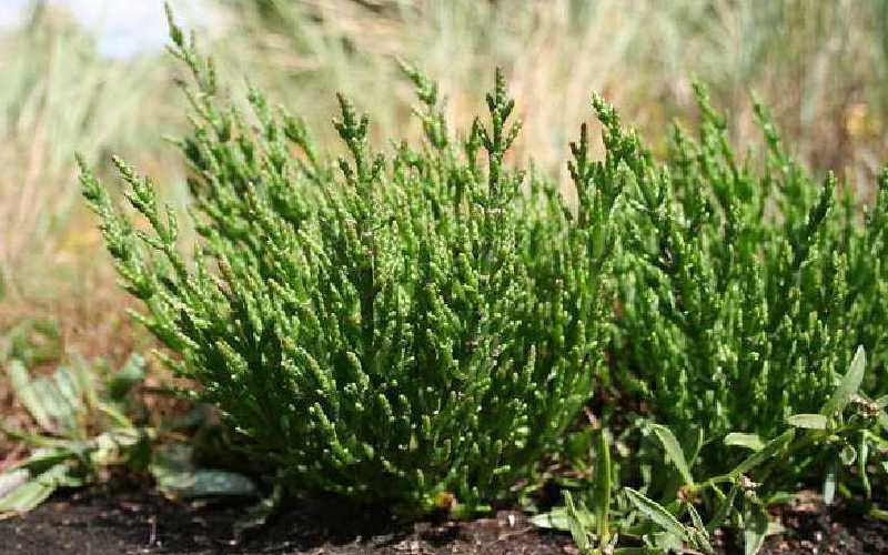 پرورش گیاه سالیکورنیا؛ آبدار نمک خواه ارتفاع 30 سانتی متر