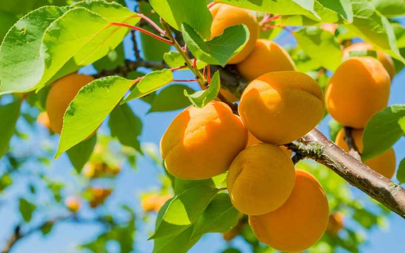 زردآلو در شیراز؛ طبع سرد حاوی کلسیم منیزیم پتاسیم درمان کبد