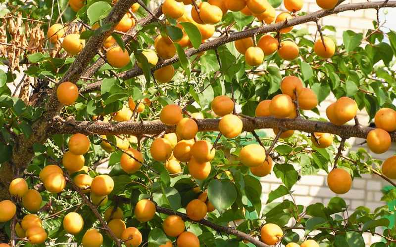 زردآلو در مشهد؛ روشن کننده پوست (ویتامین E A) مربا مارمالاد کیک