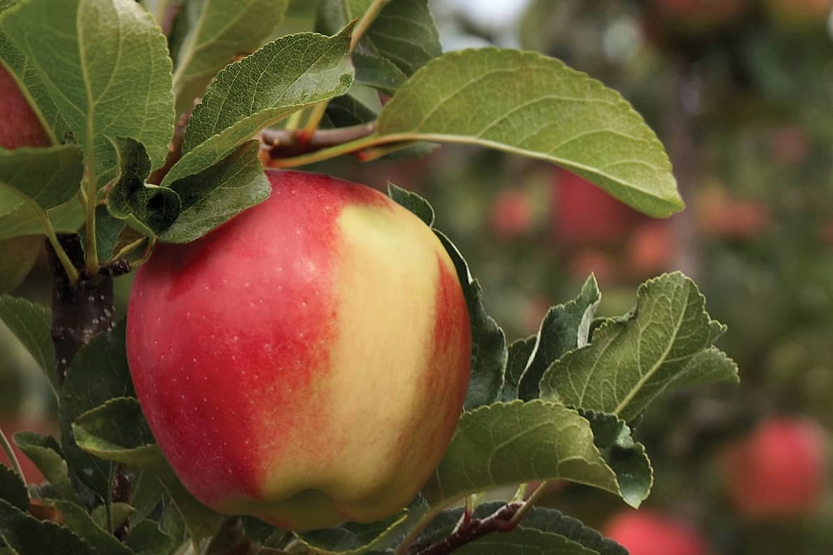 سیب دورنگ فرانسه؛ زرد قرمز حاوی ویتامین A B C