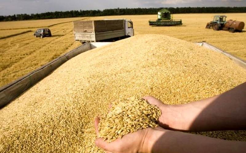 گندم امروز اصفهان (غلات) تازه رفع گرسنگی کاربرد نان بیسکویت شیرینی