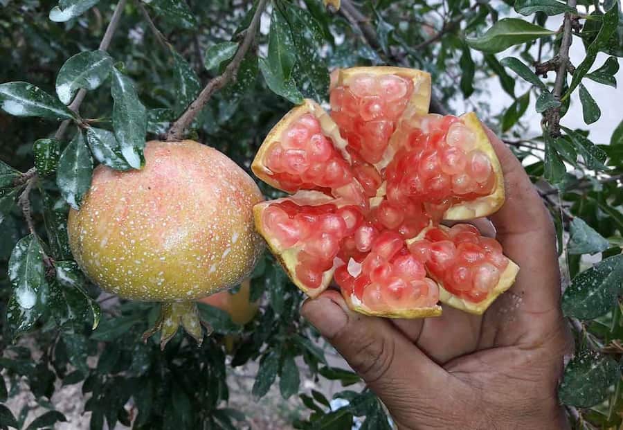 انار بدون هسته؛ شیراز ساوه افغانستان 3 خواص فیبر پروتئین Vitamin C