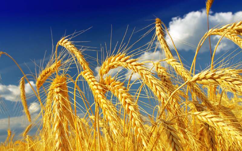 گندم امروز فارس؛ حاوی ویتامین B12 کاربرد نان شیرینی ماکارانی