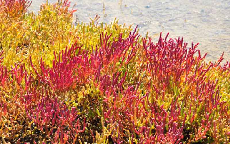 استفاده از سالیکورنیا؛ خشک تازه خوراکی 2 رنگ سبز قرمز