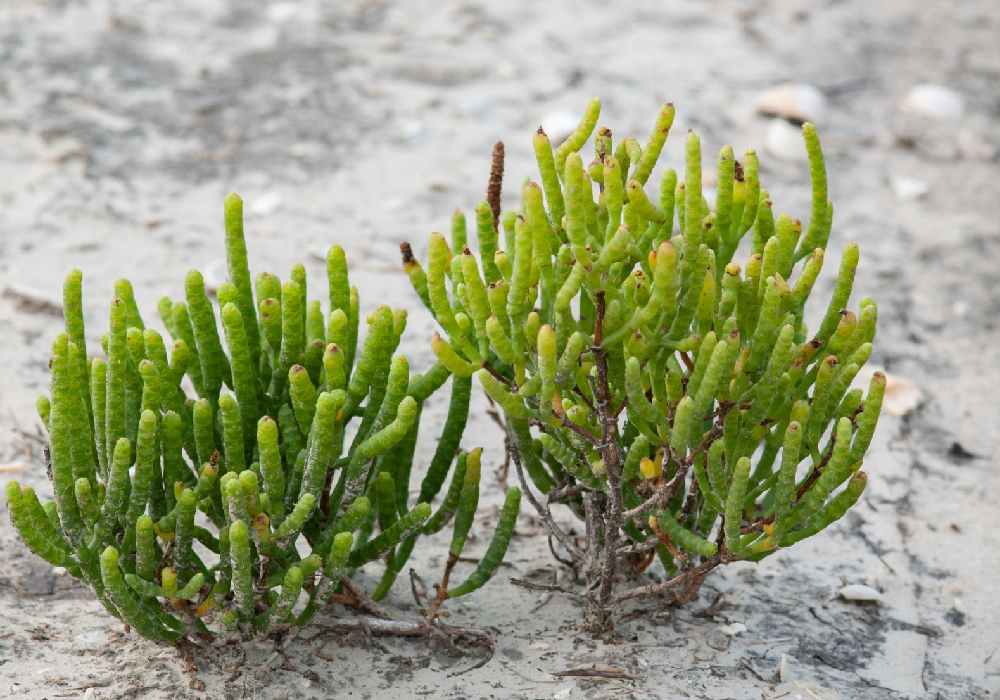 سالیکورنیا در ایران؛ مقاوم دارای خواص دارویی شیمیایی حاصل خیزی خاک