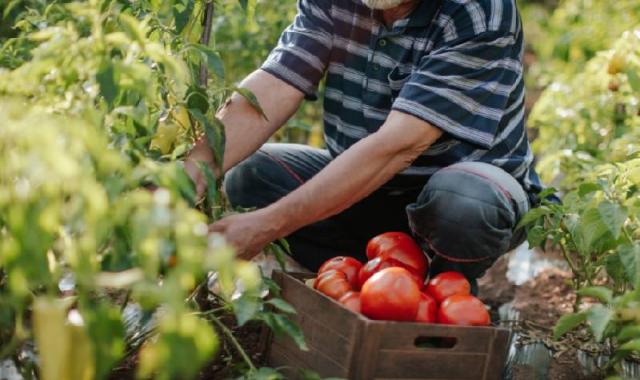 گوجه فرنگی در میدان تره بار تهران؛ قرمز سیاه زرد مناسب (رب سس سالاد)