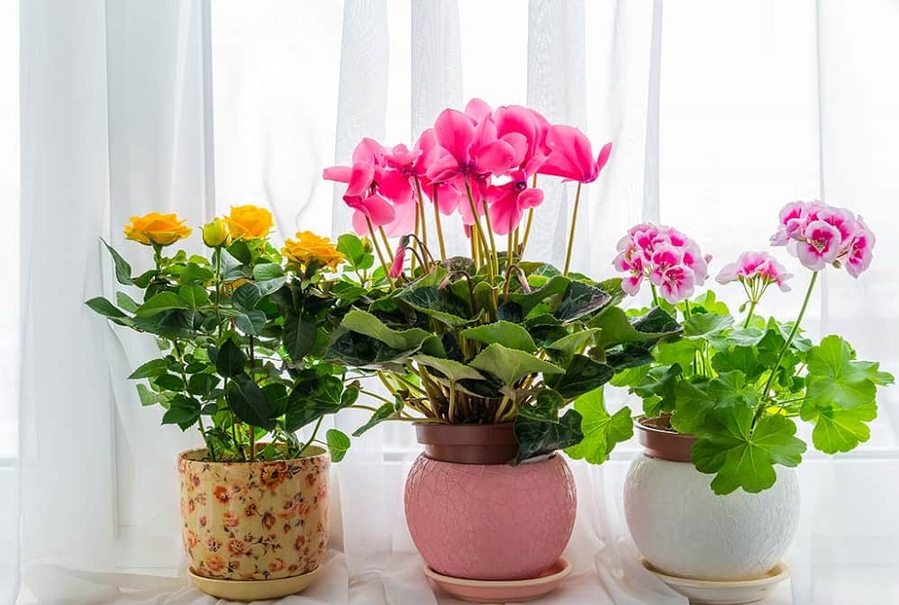 گیاهان آپارتمانی گلدار (تزئینی) نور کم هوای ملایم انرژی مثبت تسویه ی هوا