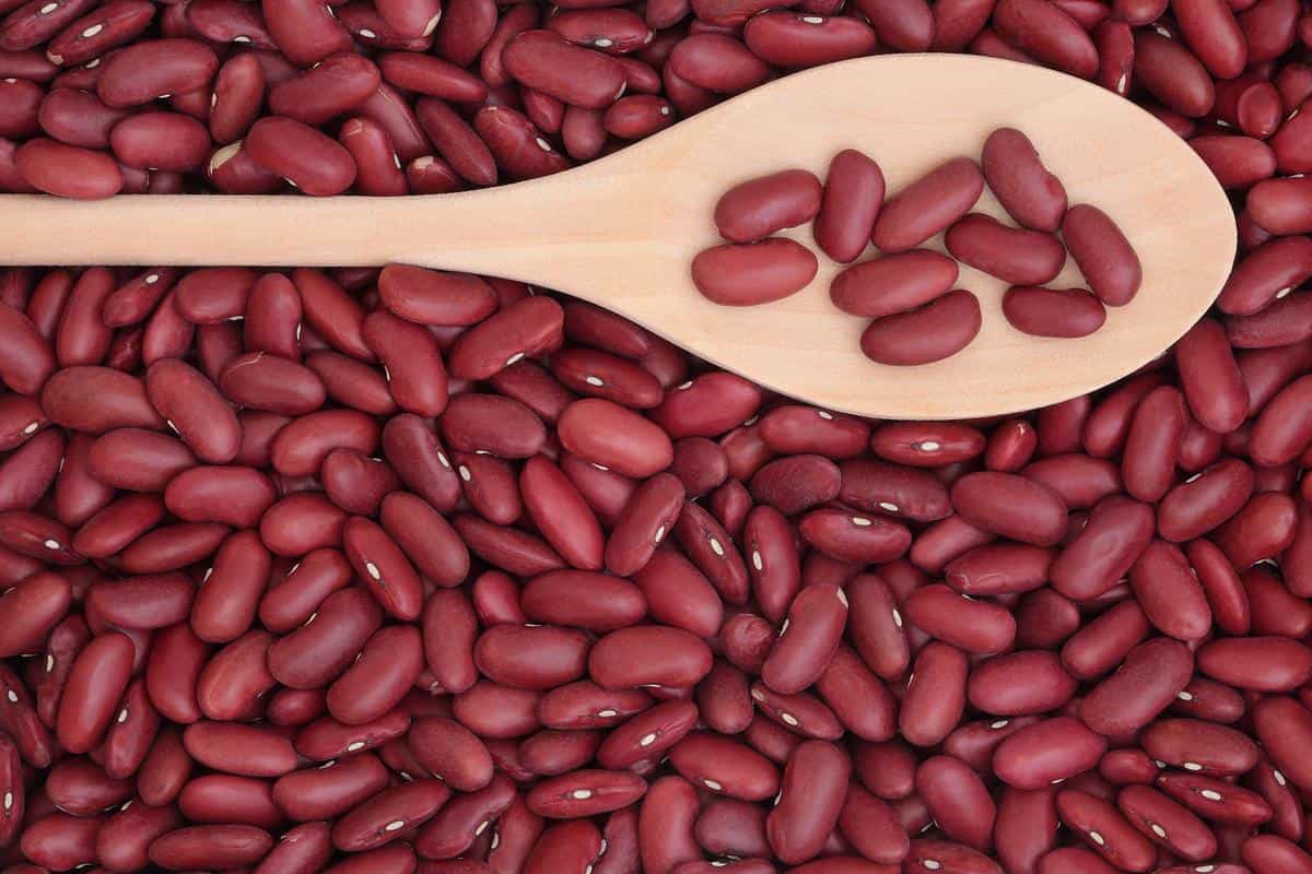 لوبیا قرمز در مشهد (لوبیا کلیوی) ارگانیک خالص حاوی آنتی اکسیدان تقویت حافظه