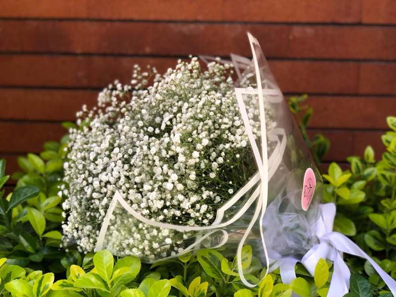 گل ژیپسوفیلا؛ صورتی سفید خوشبو طول عمر بالا Flower