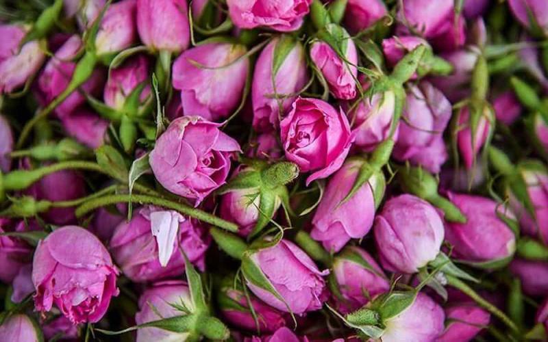 گل محمدی بسته بندی؛ قرمز صورتی خوش عطر ماندگاری بالا