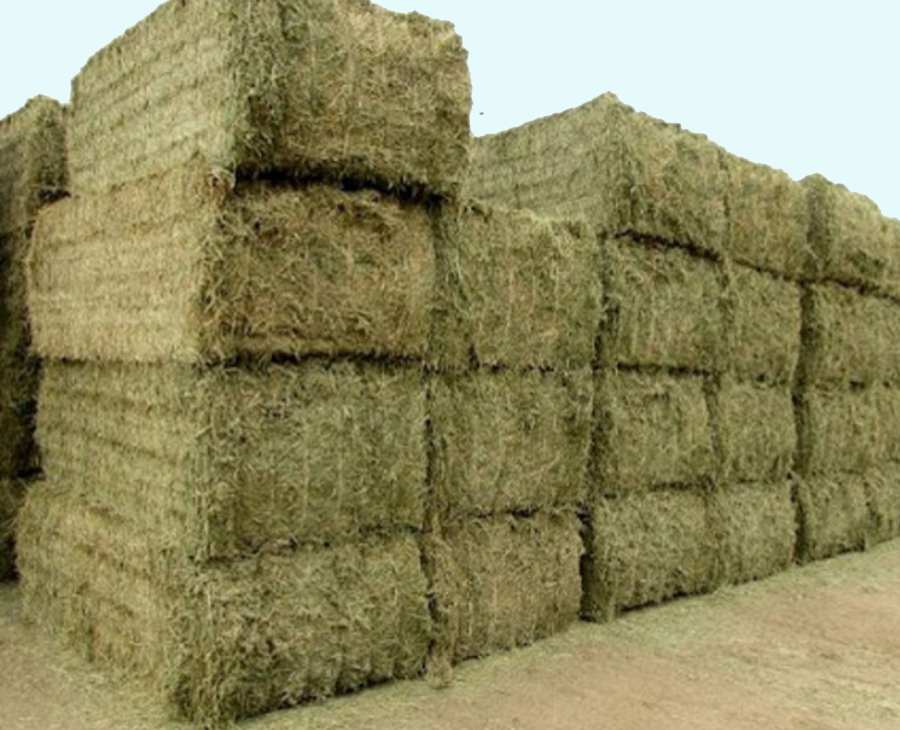 یونجه داراب؛ خالص ارگانیک سبز رنگ بدون علف هرزه