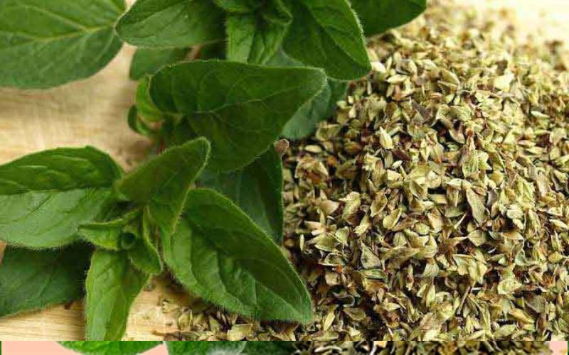 پونه کوهی در بازار (مرزنجوش) طبع گرم درمان خلط سینه کنترل دیابت