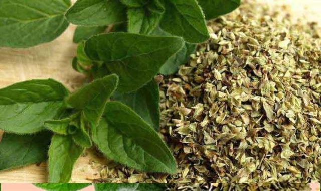 پونه کوهی در بازار (مرزنجوش) طبع گرم درمان خلط سینه کنترل دیابت