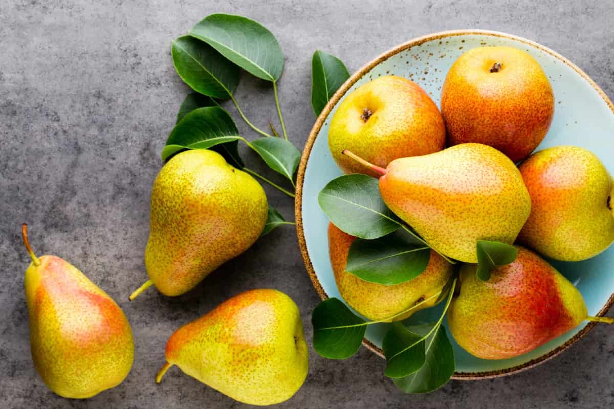 گلابی در بازار امروز؛ شیرین آبدار 4 نوع مشو بیروتی درگزی انجو