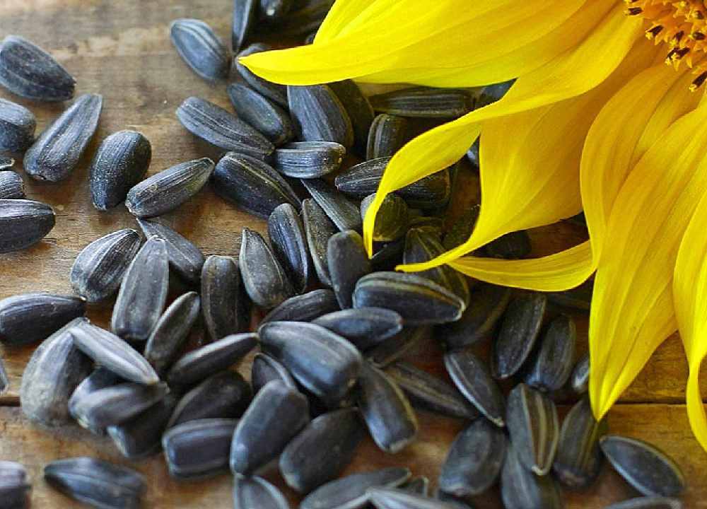 تخمه آفتاب گردان در مشهد؛ کله قوچی شمشیری دورسفید تقویت استخوان