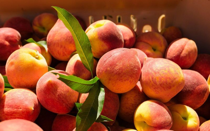 شلیل ساری؛ مغان شبرنگ آبدار تازه سلامت چشم ضد سرطان